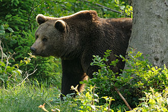 Nationalpark Bayerischer Wald